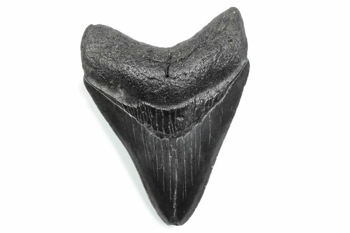 Serrated, Fossil Megalodon Tooth - South Carolina #370464
